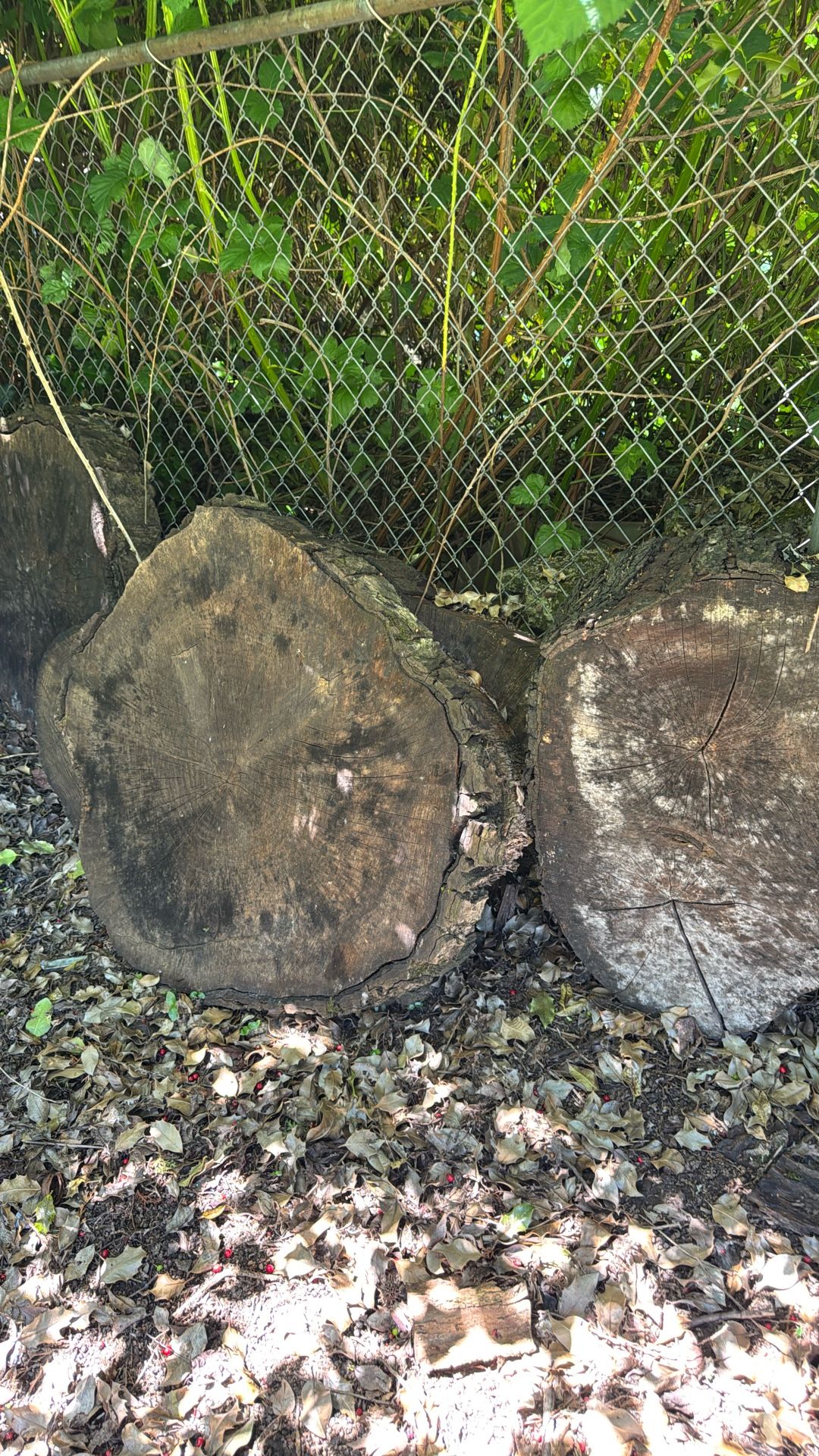 Round Slab Wood