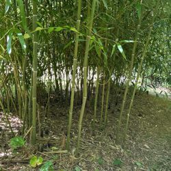 Pick Your Own Bamboo Poles. $2 Per Pole.