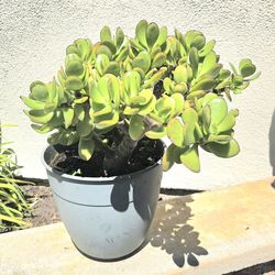 Jade Succulent Plant