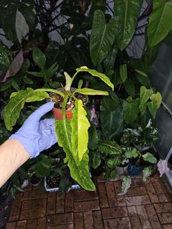 Philodendron Ring Of Fire