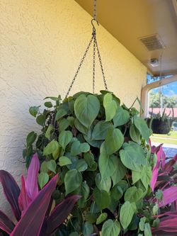 BABY HEART SHAPE PHILODENDRON
