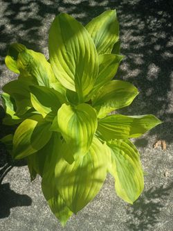 Hosta plant