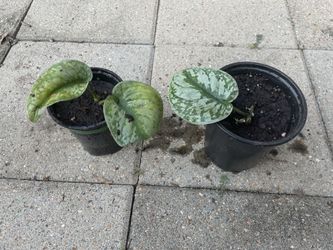 Scindapsus Silver Exotica: Silver Satin Pothos 