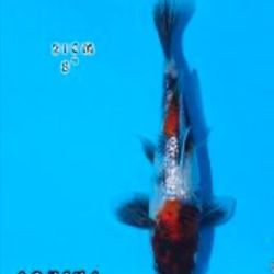 Premium Japan Koi Fish