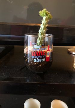 cactus in a cup