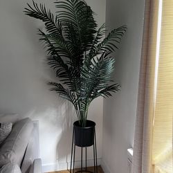 6ft Palm plant 