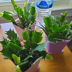 Holiday Flowering Cactus Mixed Color