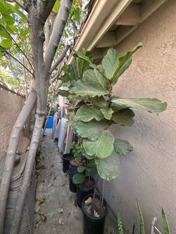 Over 7 feet+ fiddle leaf fig trees