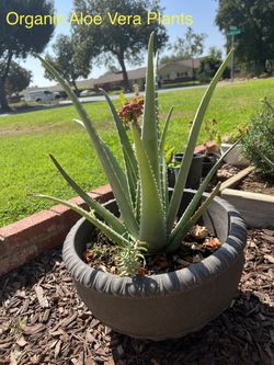 Aloe Vera Plants 8”-12” tall with roots planted in 2 gallon pots