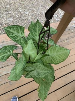 Arrowhead Plant Hanging Basket