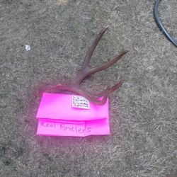 Five Point Antler 