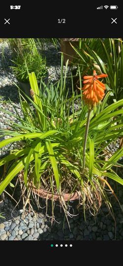 Colorful Red Hot Fire Poker And Lilly Planter color Bowl Display