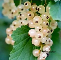 Currant berry plant starts, red black and white