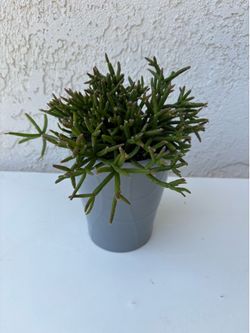 Rhipsalis Cereuscula