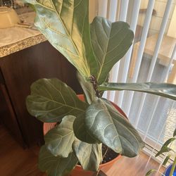 Fiddle Leaf Fig In Pot 