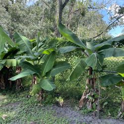 Banana Trees 