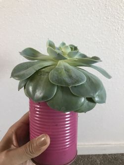 Fresh succulent