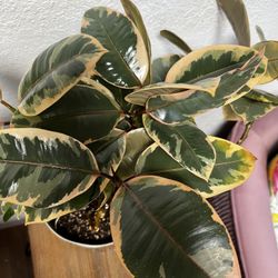 Ficus Tineke Tree  Ficus elastica ‘Tineke SALE🔥