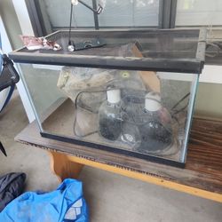 Lizard Tank