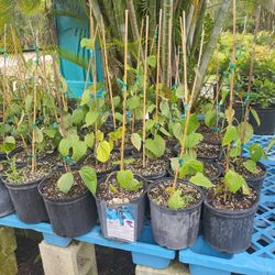 Black Pepper Plant 3gal Plantas De Pimienta Negra En 3gal