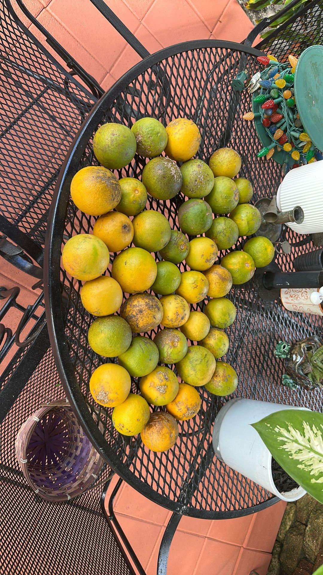 Sour Oranges O Naranja Agria O Bitter Orange