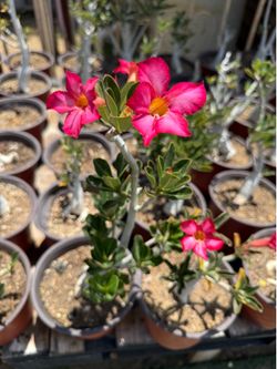 Desert Roses