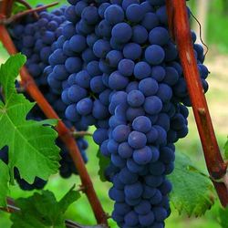 Mars Grapes Vine Seedless 😃😃😃😃🌿🌿🌿🌿🍇🍇🍇🍇
