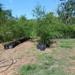 Seabreeze Bamboo (Clumping)