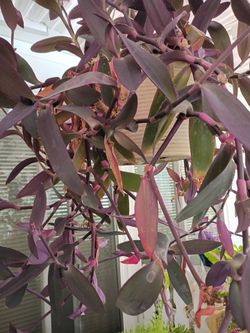 Purple Succulent plant  $10