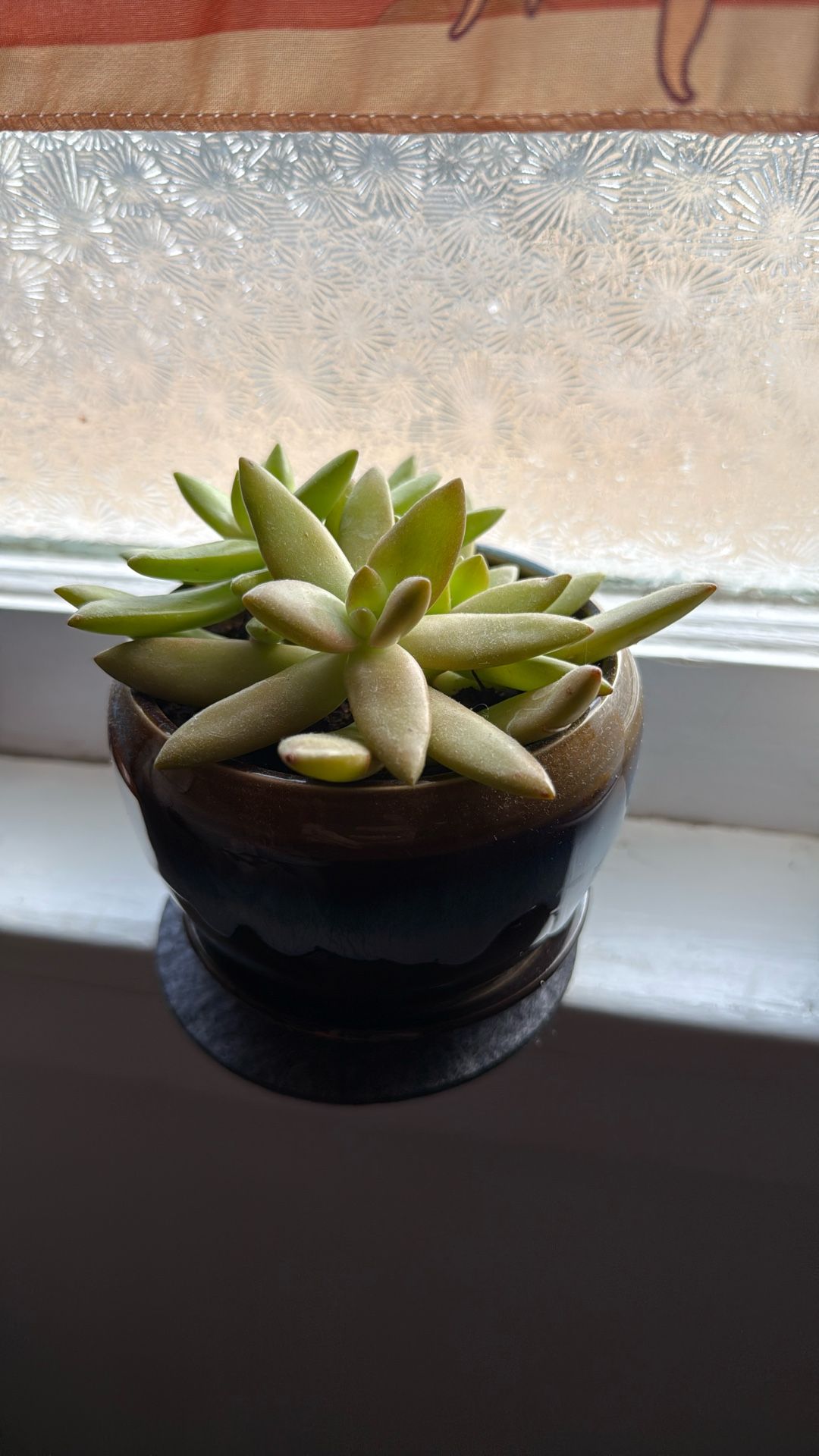 Real Succulents - Echeveria Agavoides