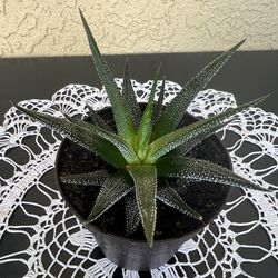 Succulent Plant In 3” Plastic Pot 🪴