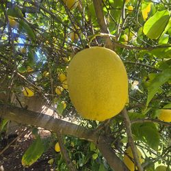 Organic Lemons 🍋 fresh cutting 20 x $10