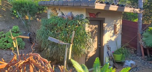Platycerium bifurcatum, Staghorn Fern