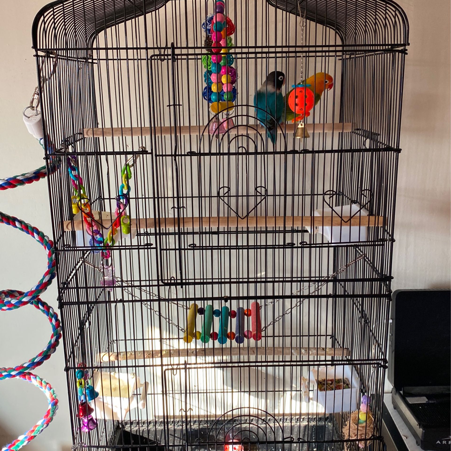 Love birds And Cage