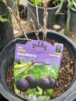 Jostaberry Plant