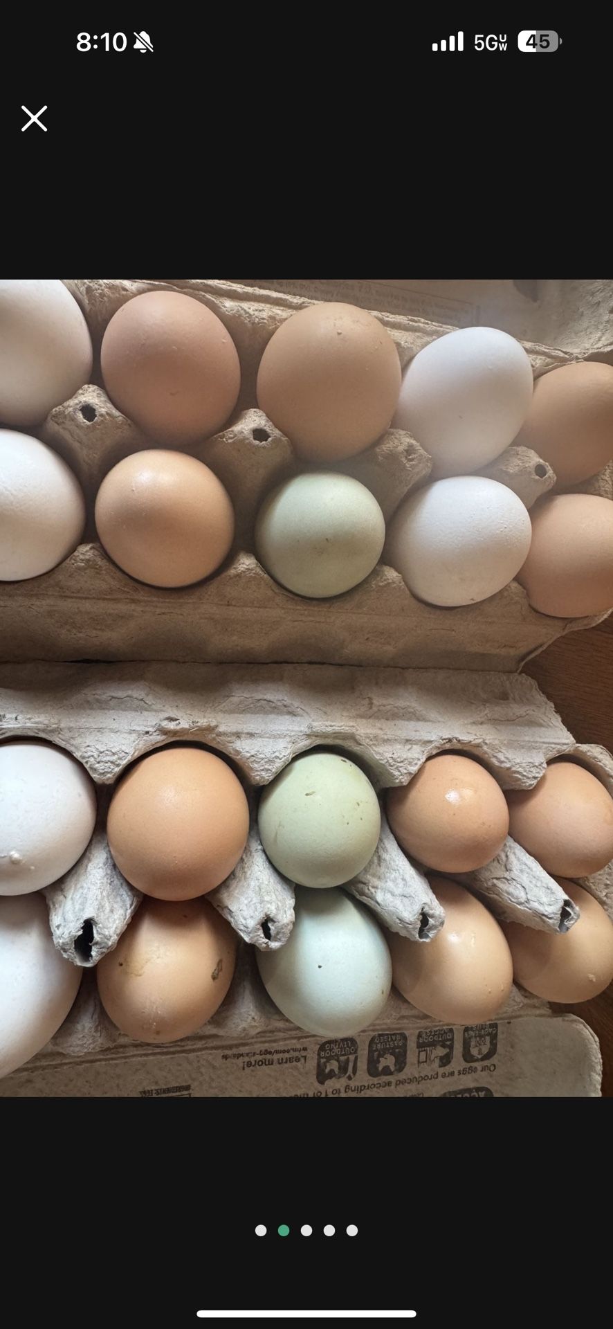 13$Fertilized Chicken Eggs