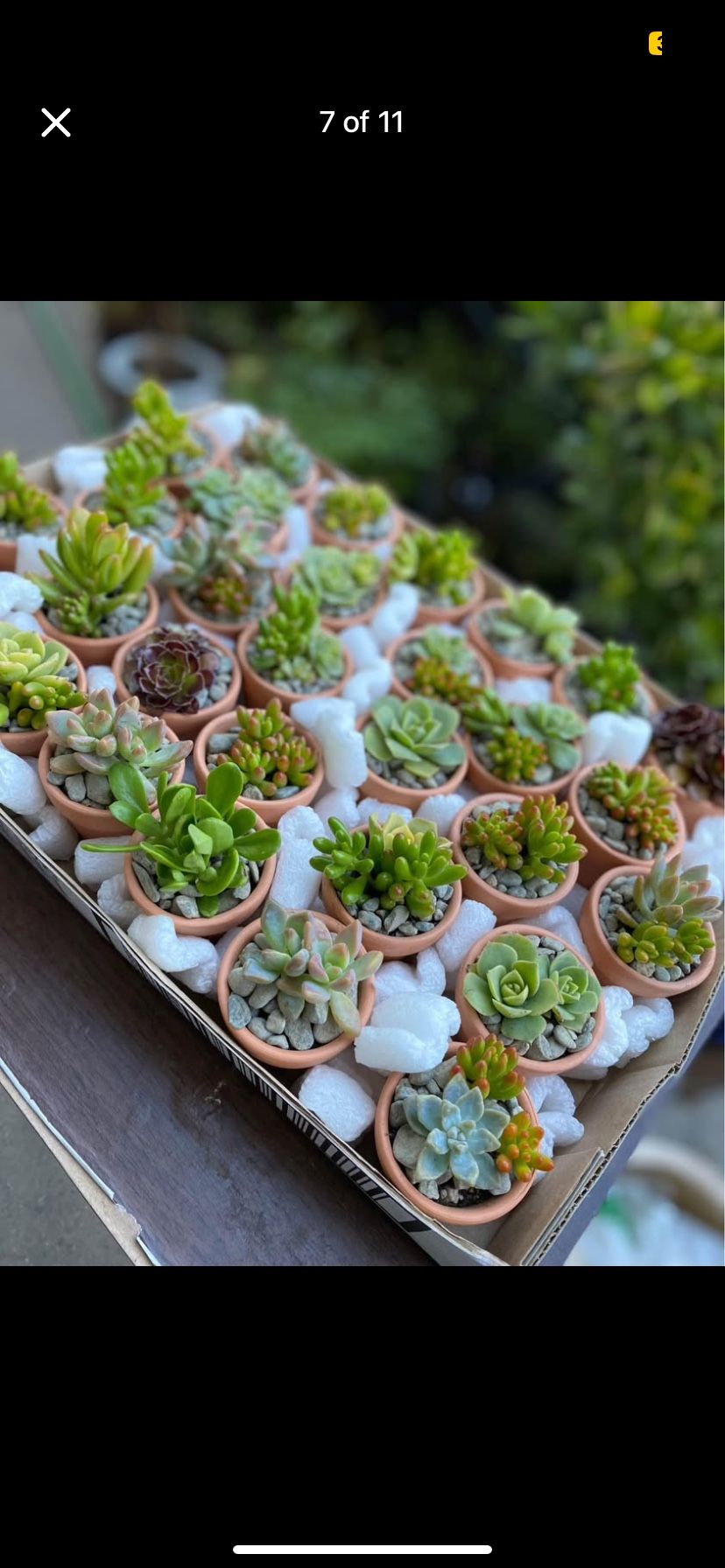 Succulent Arrangement Party Favors