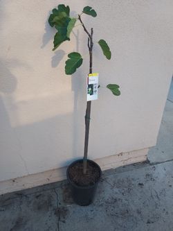 Fig tree