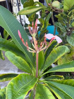 Frangipani