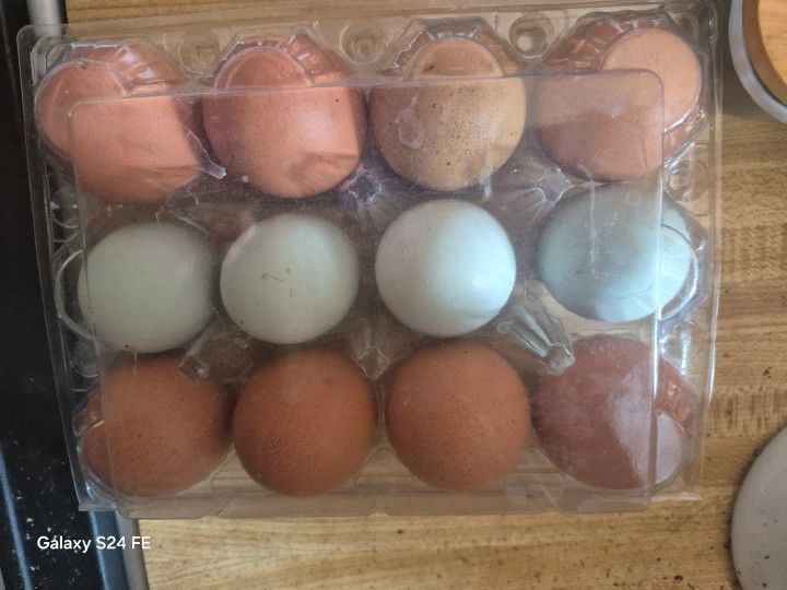 Clear Egg Csrton 3.00. Dzn Fresh Eggs Sampled