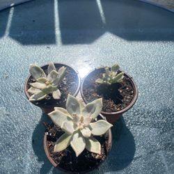 Succulent Starter Plants