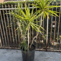 Plants Recina  Maguinata 