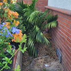 Free Palm If You Dig Up