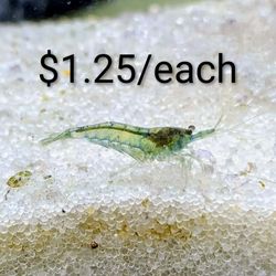 Neocaridina Shrimp Decor