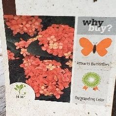 #39

Ixora 'Maui Red' plant 1gal 2Feet tall