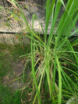 Lemon Grass Uña De Gato.ajenjo