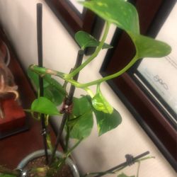 Brand new gorgeous Ceramic pot $6.99