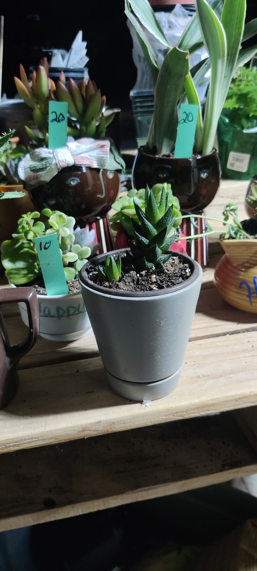 Succulents Gift Ideas