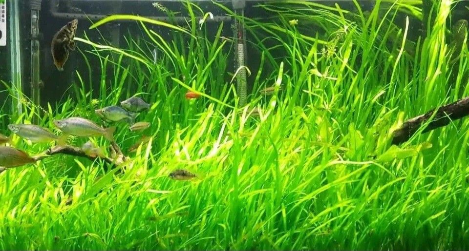 Jungle Val Aquarium Decor