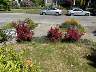 Barberry bushes shrubs (5)